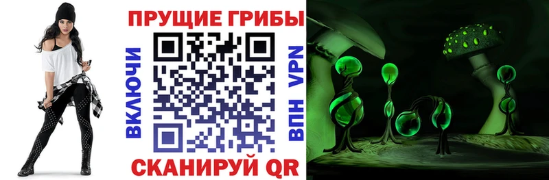 Купить закладки Карачев Псилоцибиновые грибы Cubensis